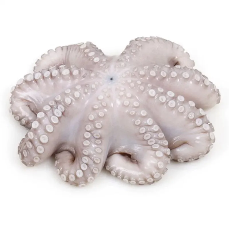 Pulpo