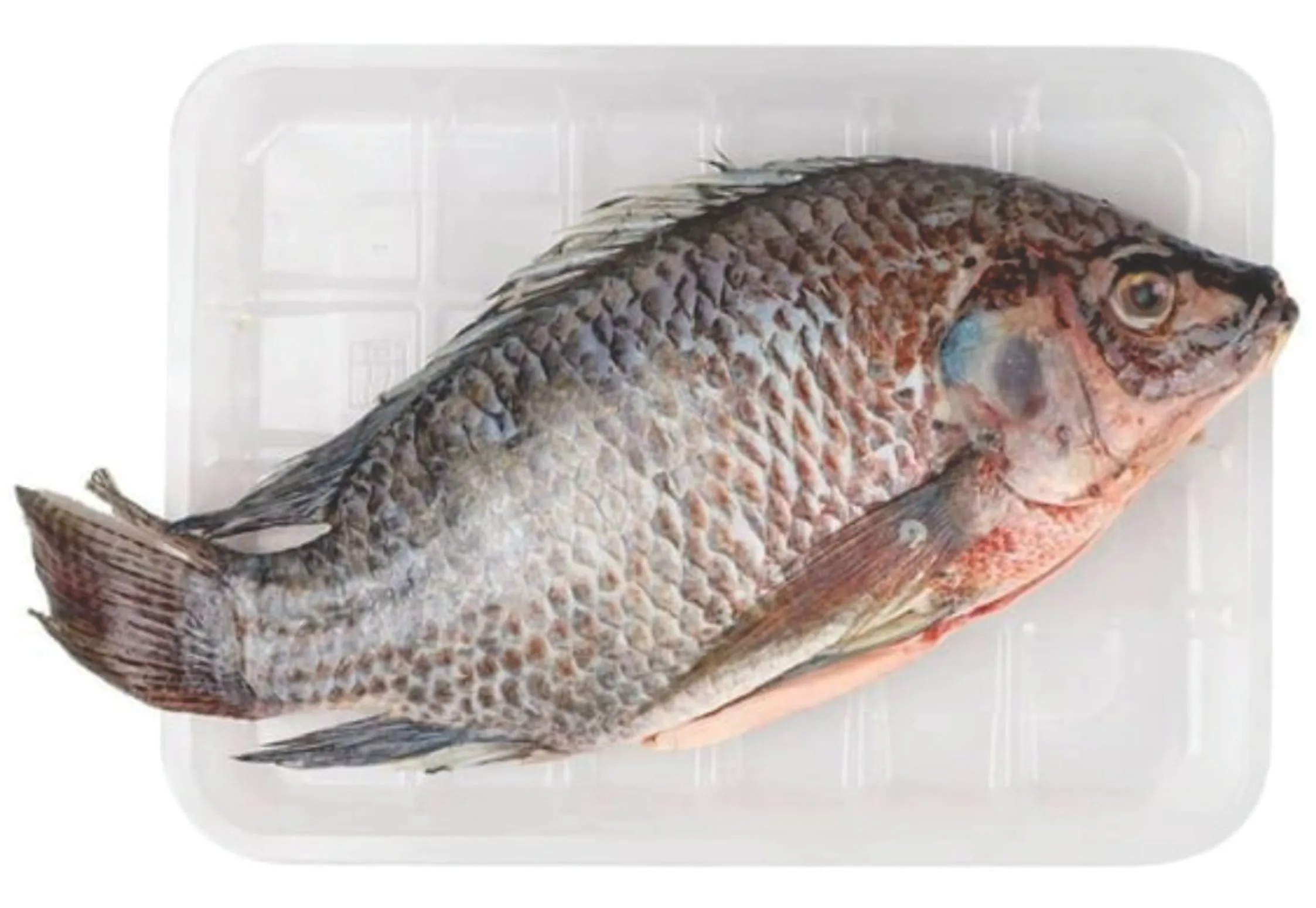 Mojarra de Granja