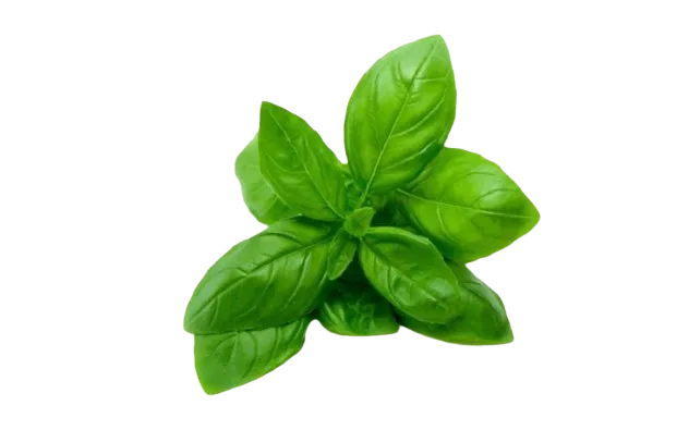 Albahaca