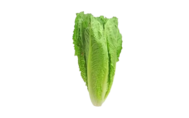 Lechuga Orejona, Larga o lechuga romana