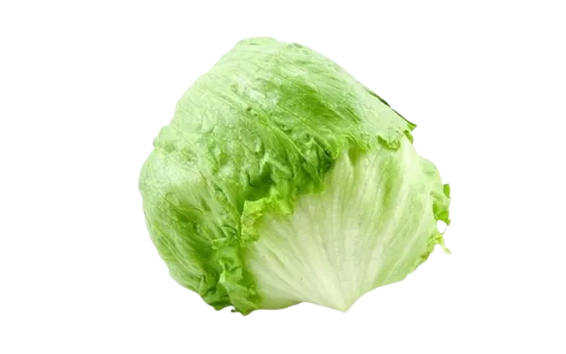Lechuga Iceberg