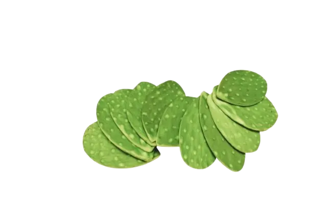 Nopales en Penca