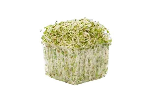 Germinado de Alfalfa