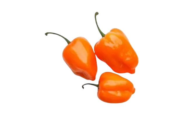 Chile Habanero
