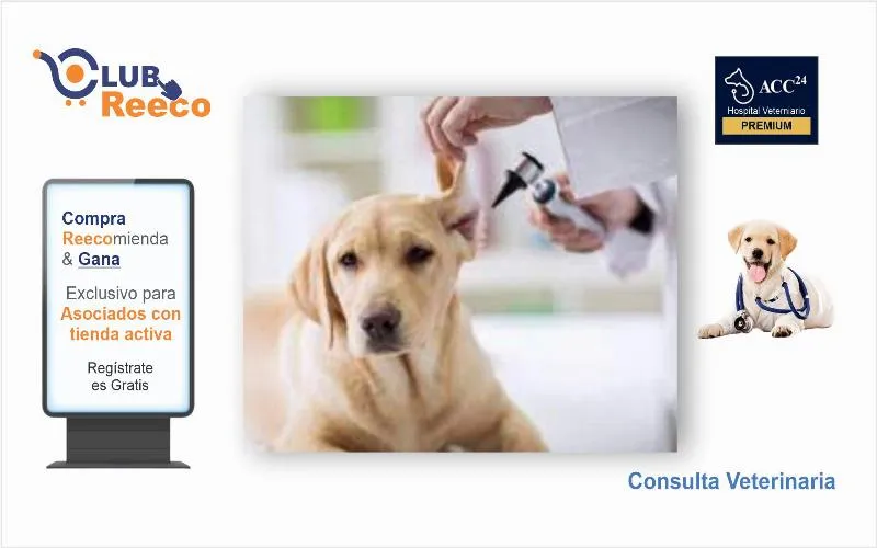 Consulta Veterinaria