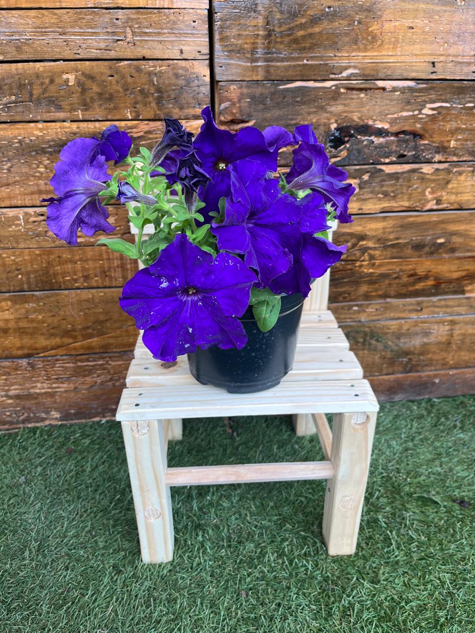 Petunia