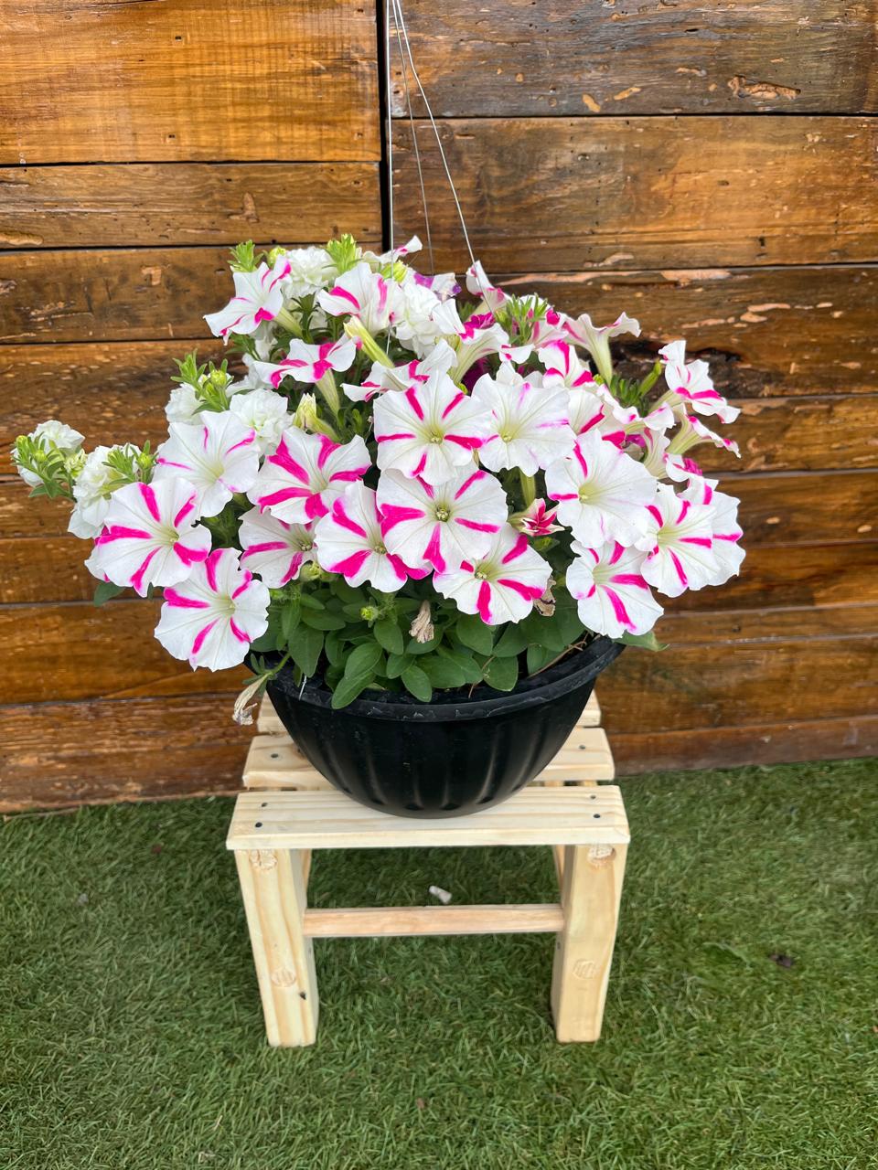 Petunia Colgante