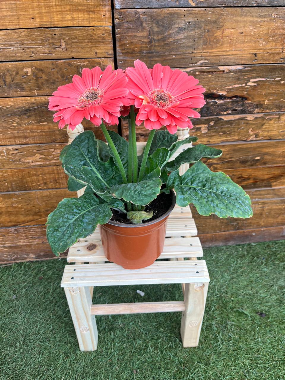 Herbera