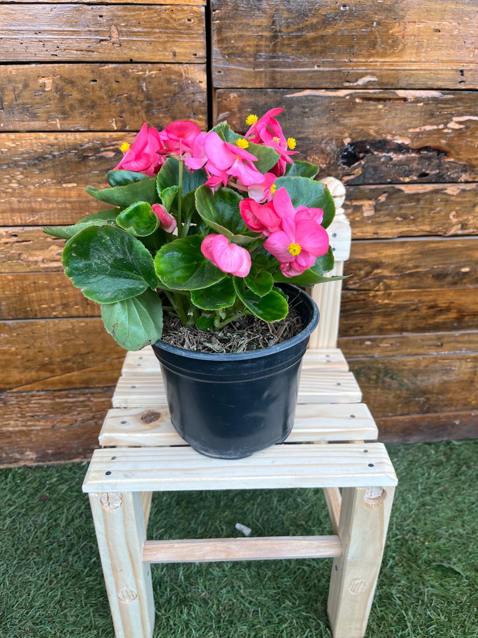 Begonia de cera