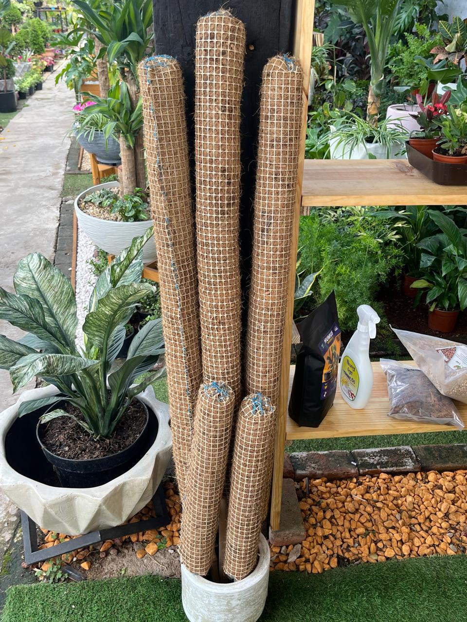 Tutor 65cm