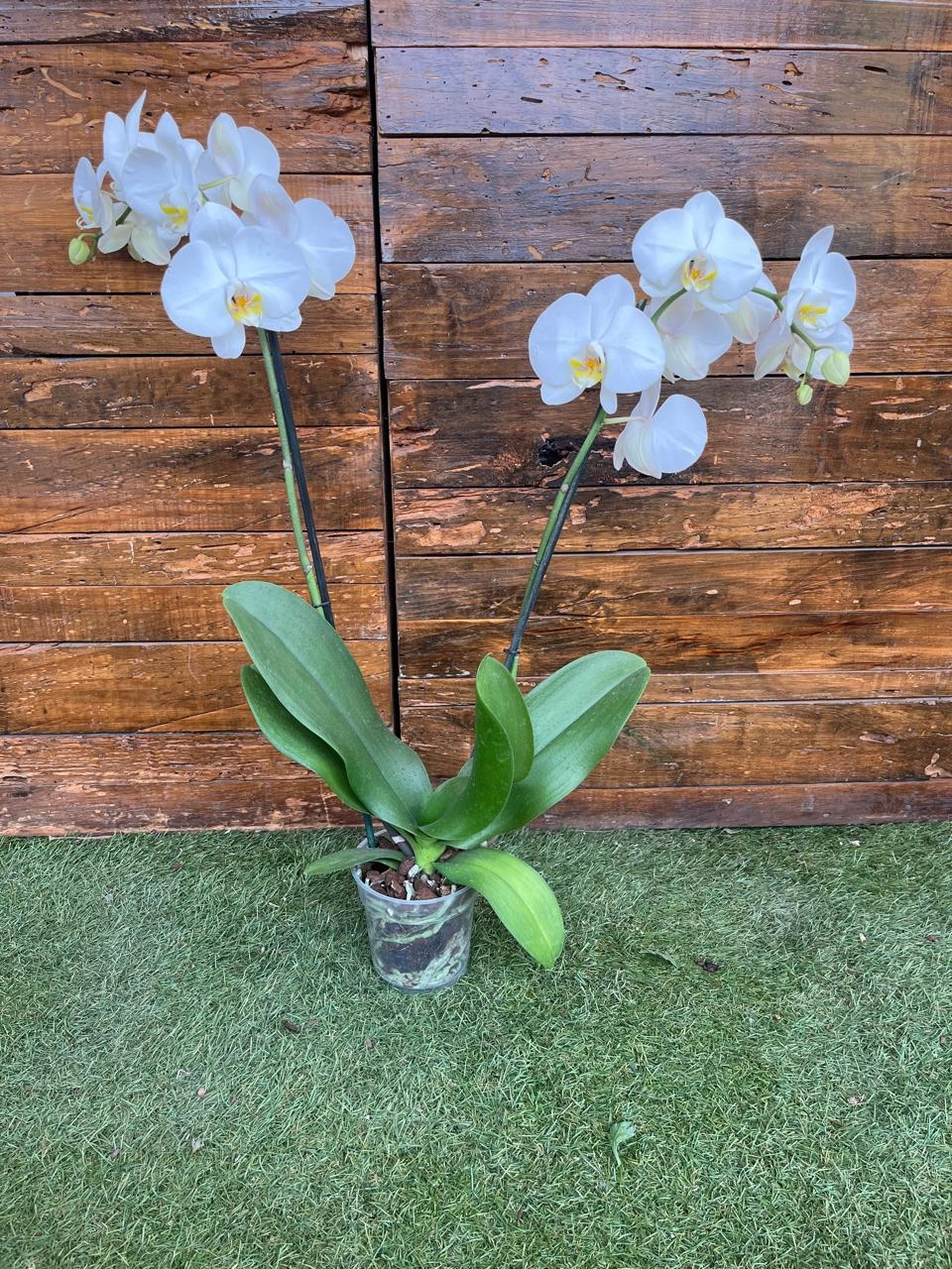 Orquídeas